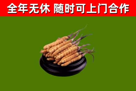 马鞍山回收冬虫夏草