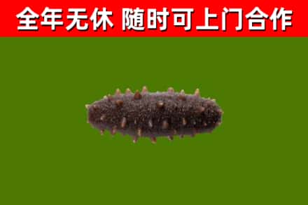 马鞍山回收海参干